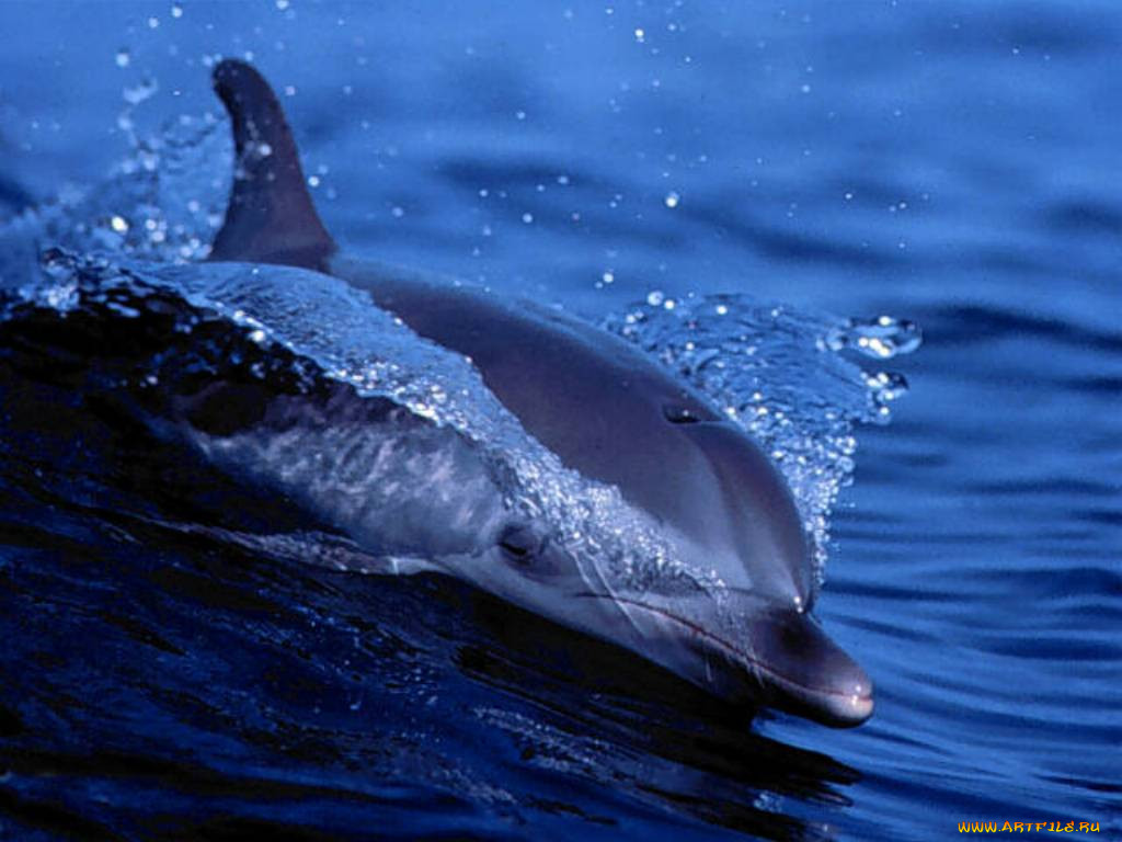 dolphin, , 